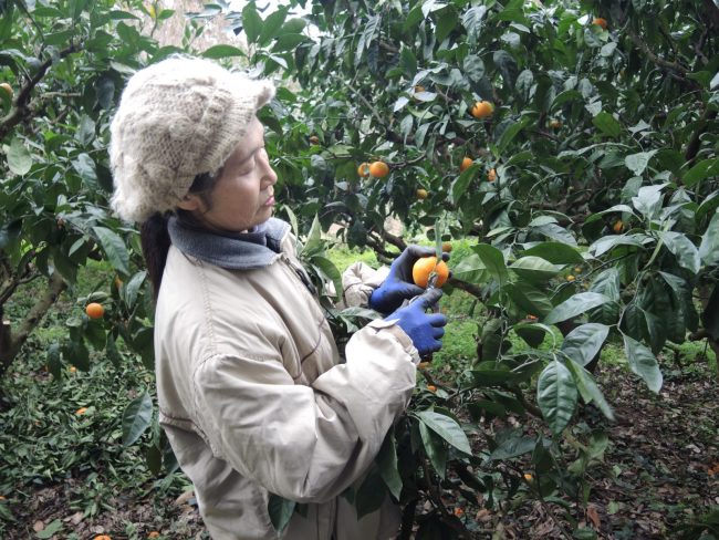 Mikan picking - Saikai Genkimura eco-village, Saikai Mikan picking - Saikai Genkimura eco-village, Saikai The Real Japan Rob Dyer