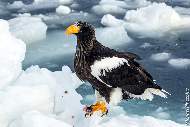 Hokkaido_Stellers_Eagle Stellers eagle in hokkaido The Real Japan Rob Dyer