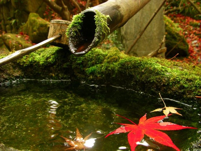 autumn_leaves1 autumn leaves The Real Japan Rob Dyer