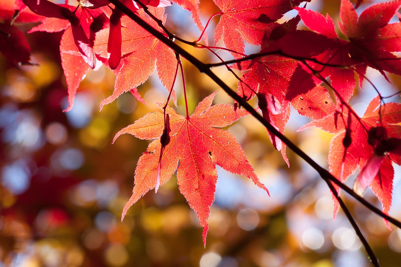 maple-1804174_1280 6 Great Spots To See Autumn Leaves In Japan The Real Japan Rob Dyer
