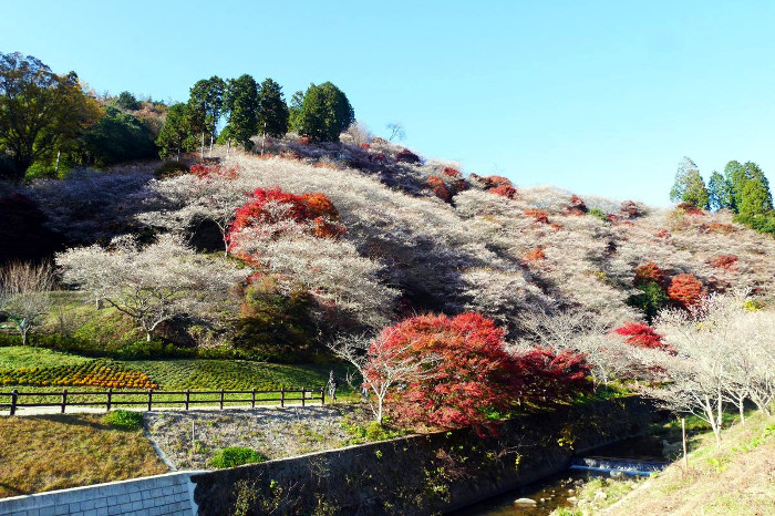 shikizakura_obara2 Obara, Toyota autumn The Real Japan Rob Dyer