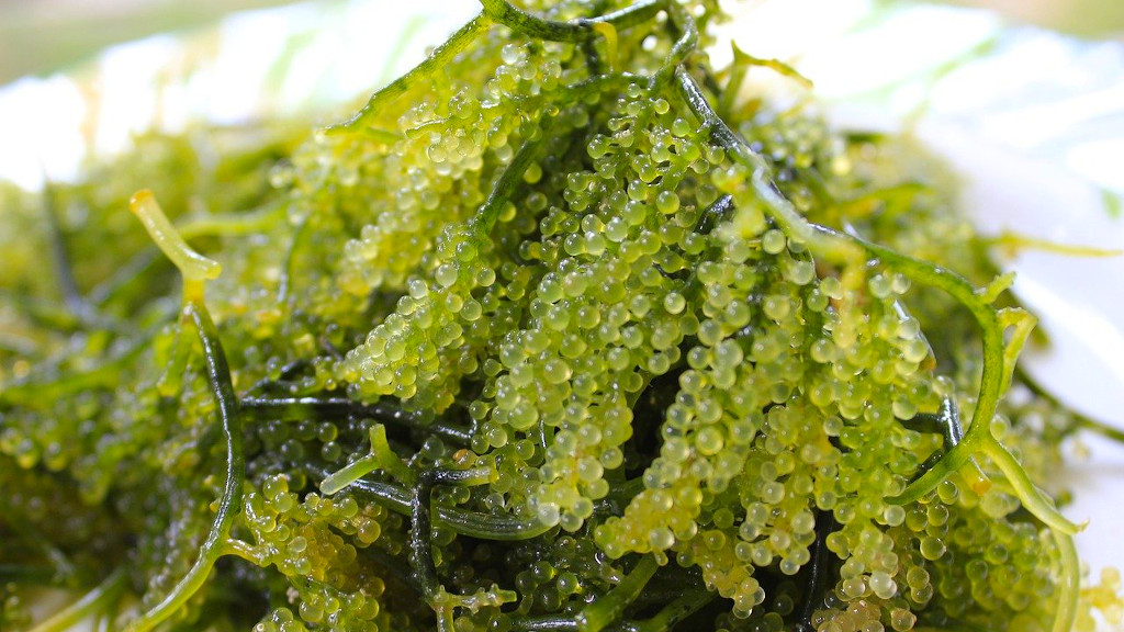 umibudo sea grapes umibudo sea grapes The Real Japan
